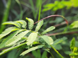Cicer Milkvetch (Astragalus cicer L.) Close Up in the Morning for Nature Presentation Background