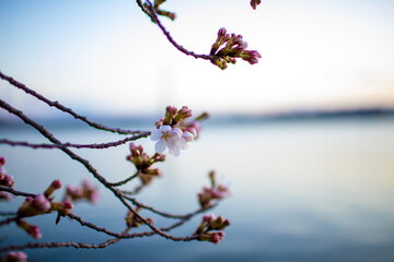 Early cherry blossom stage