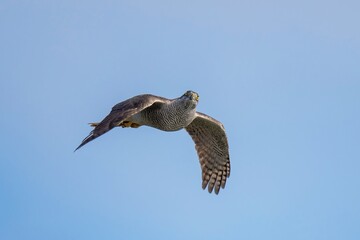 青空バックに悠然と飛ぶオオタカ成鳥