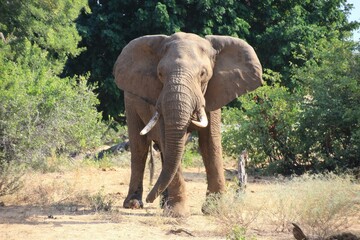 Fototapeta na wymiar Elephant - Kruger National Park