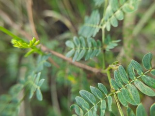 Fototapeta na wymiar Cicer Milkvetch (Astragalus cicer L.) Close Up in the Morning for Nature Presentation Background
