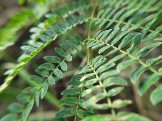 Cicer Milkvetch (Astragalus cicer L.) Close Up in the Morning for Nature Presentation Background