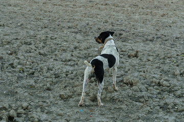 Lone Dog Exploring a Vast, Dry, and Cracked Earth Terrain, Seeking Adventure