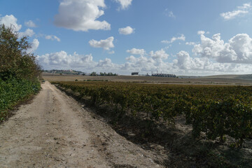 Scenic View of a Countryside Pathway with Lush Fields and a Clear Sky