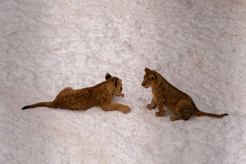 Obraz premium 雪の中のライオンの赤ちゃん