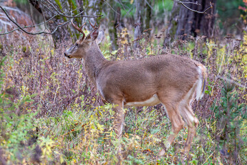 White-tailed buck during the Wisconsin rut in October