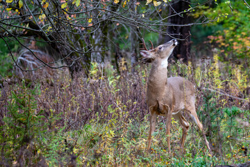 White-tailed buck sniffing tree branch during the Wisconsin rut