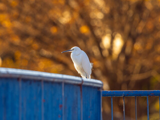 柵にとまるコサギ