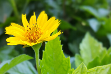 Sphagneticola Trilobata