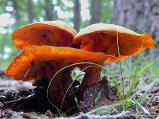 mushrooms in the forest