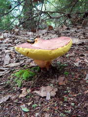mushroom in the forest