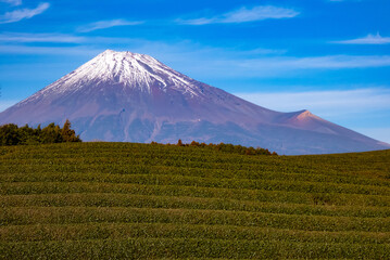茶畑と雪化粧の富士山