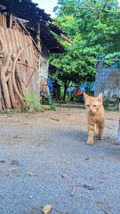 Naklejka premium cat walk