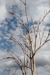 Fototapeta na wymiar Dead trees in a paddock