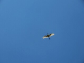 Paragliding in the sky