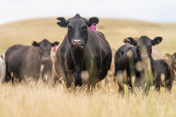 Stud Beef bulls, cows and calves grazing on grass in a field, in Australia. breeds of cattle include wagyu, murray grey, angus, brangus and wagyu on long pasture in summer - obrazy, fototapety, plakaty