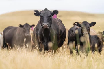 Plexiglas keuken achterwand Brazilië Stud Beef bulls, cows and calves grazing on grass in a field, in Australia. breeds of cattle include wagyu, murray grey, angus, brangus and wagyu on long pasture in summer