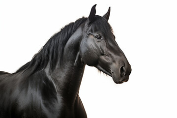 Murgese close-up portrait on a white background.
