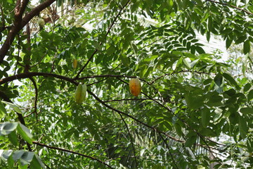 View of a star fruit tree branch with the ripening fruits