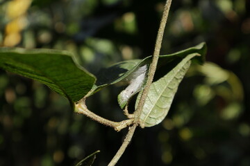 View of a small spider nest built filling with spider silk in the gap between two sandpaper leaves...