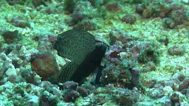 Black sailfin gobby