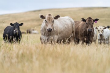stud wagyu and angus beef cows in a paddock free range in australia, in a dry grass field - obrazy, fototapety, plakaty