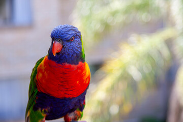 Rainbow lorikeet  (Trichoglossus moluccanus)  in Sydney, NSW Australia