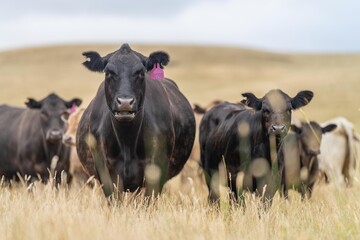 angus, wagyu and murray grey cattle in a paddock on a farm with long dry summer grass on a farm in australia - obrazy, fototapety, plakaty