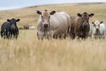 Foto op Plexiglas angus, wagyu and murray grey cattle in a paddock on a farm with long dry summer grass on a farm in australia © William