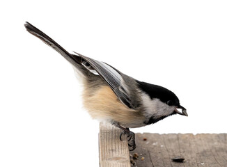 Very detailed picture of a common Chickadee wild bird at a bird feeder holding a seed. The detail...