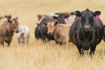 stud wagyu and angus beef cows in a paddock free range in australia, in a dry grass field