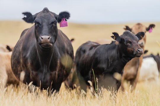 Stud Beef bulls, cows and calves grazing on grass in a field, in Australia. breeds of cattle include wagyu, murray grey, angus, brangus and wagyu on long pasture in summer