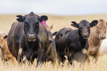 Stud Beef bulls, cows and calves grazing on grass in a field, in Australia. breeds of cattle include wagyu, murray grey, angus, brangus and wagyu on long pasture in summer