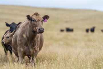 Close up of Stud Beef bulls and cows grazing on grass in a field, in Australia. eating hay and silage. breeds include murray grey, angus, brangus and wagyu.