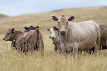 Stud Beef bulls, cows and calves grazing on grass in a field, in Australia. breeds of cattle...