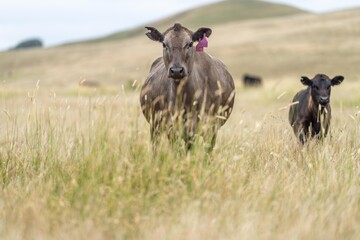 Fototapeta premium Close up of Stud Beef bulls and cows grazing on grass in a field, in Australia. eating hay and silage. breeds include murray grey, angus, brangus and wagyu.