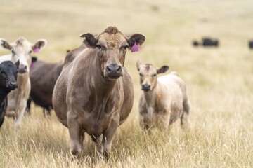 Naklejka na ściany i meble stud wagyu and angus beef cows in a paddock free range in australia, in a dry grass field