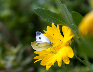Female white cabbage butterfly on yellow common blanketflower blossom