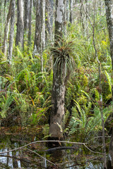 Air plant on a tree trunk in front of a fern forest and wetland in southwest Florida