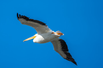 White pelican in flight against a blue sky. At the Ding Darling wildlife refuge.