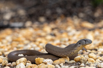 Australian Common Scaly-foot Legless Lizard