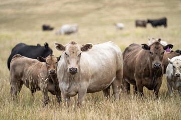 Close up of Stud Beef bulls and cows grazing on grass in a field, in Australia. eating hay and...