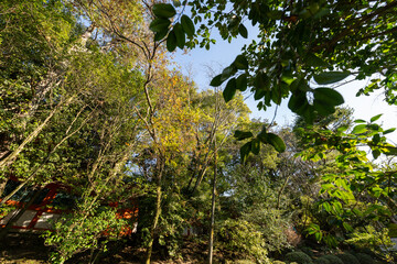 京都　平安神宮の風景