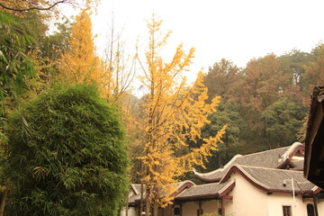 Fototapeta na wymiar Autumn Scenery in Yuelu Mountain, Changsha, China