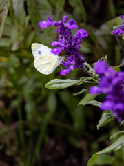 Cabbage white - pieris rapae butterfly on Salvia farinacea - mealycup sage