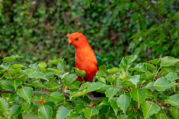 Photograph of a red Australian male King Parrot sitting in a green leafy tree in a domestic garden in the Blue Mountains in Australia