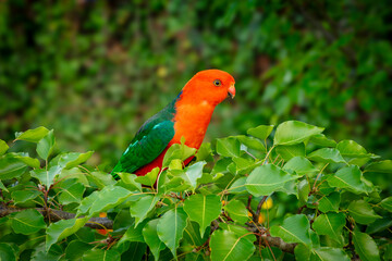 Photograph of a red Australian male King Parrot sitting in a green leafy tree in a domestic garden in the Blue Mountains in Australia