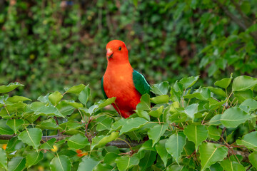 Photograph of a red Australian male King Parrot sitting in a green leafy tree in a domestic garden in the Blue Mountains in Australia