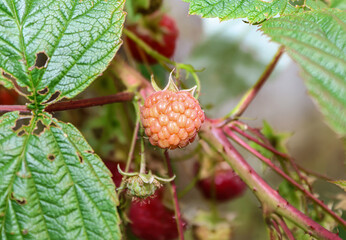 Raspberry unripen