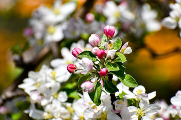 Bloomin tree in spring